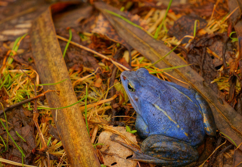 Tapeta żaba moczarowa