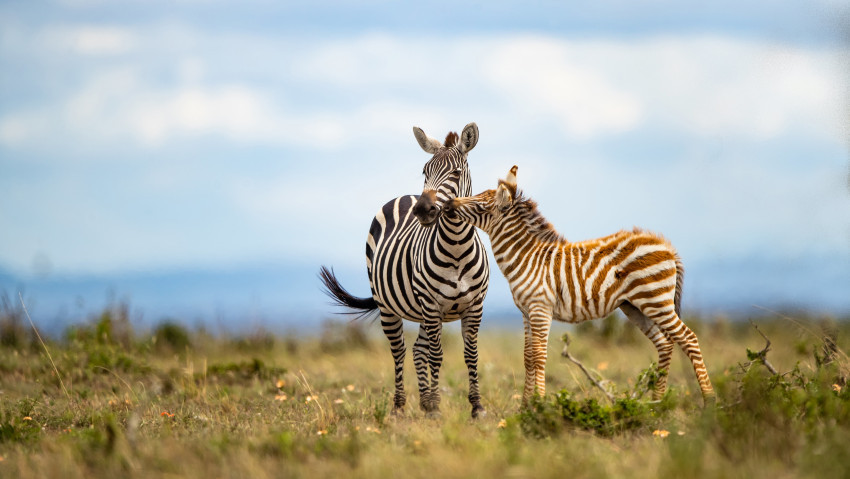 Tapeta Zebra