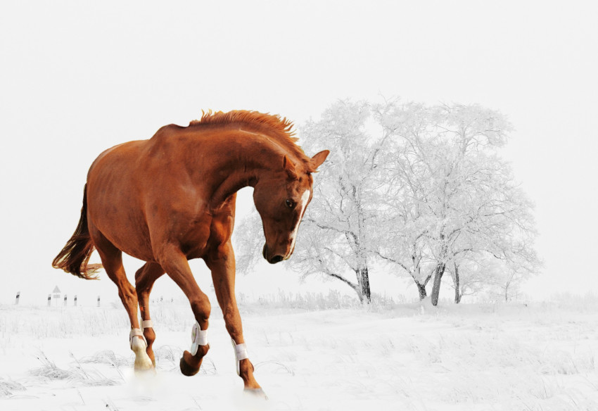Tapeta Zima, Śnieg, Koń