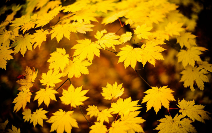 Tapeta Złota jesień na liściach