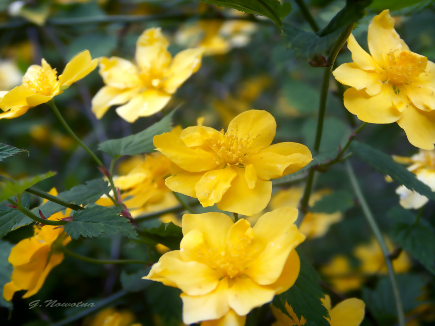 Tapeta żółte kwiatki