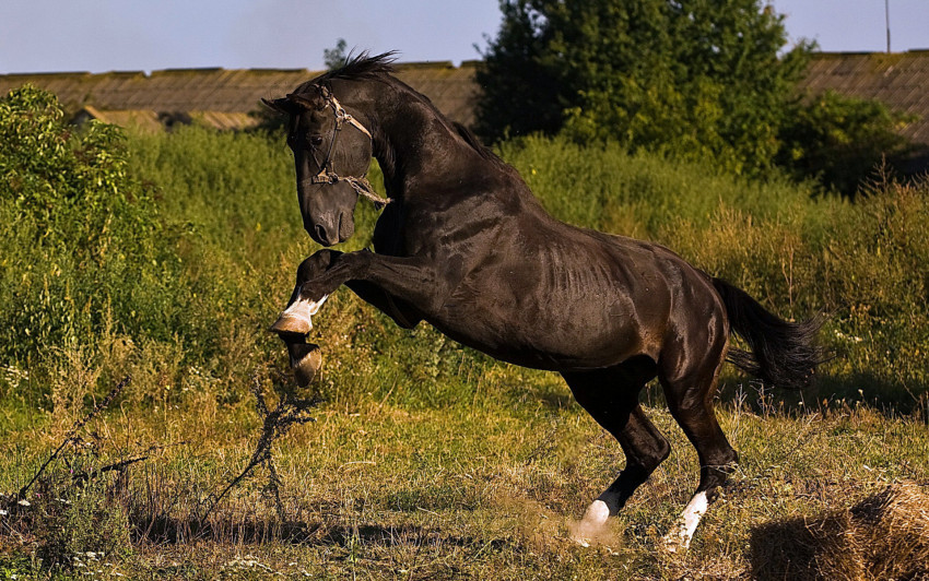 Tapeta Zweirzęta 99