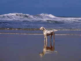 Tapeta A Day at the Beach, Dalmatian.jpg