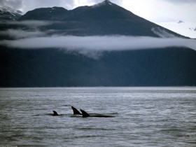 Tapeta A Family of Orca Whales.jpg