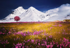 Tapeta Alpy i kwiaty na łące