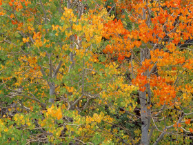 Tapeta Aspen Trees in Early Autumn, California.jpg