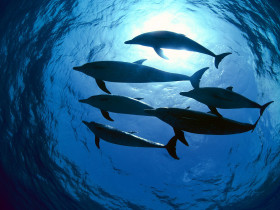 Tapeta Atlantic Spotted Dolphins, Bahamas.jpg