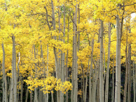 Tapeta Autumn Aspen, Kenosha Pass, Pike National Forest, Colorado.jpg