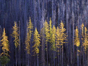 Tapeta Autumn Larch Trees, Colville National Forest, Washington.jpg