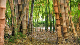 Tapeta Bambus