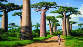Tapeta baobab
