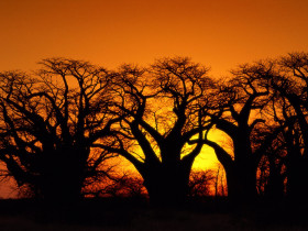 Tapeta Baobob Trees, Kalahari Desert, Botswana.jpg