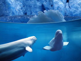 Tapeta Belugas Underwater.jpg