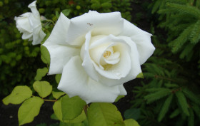 Tapeta Biała róża