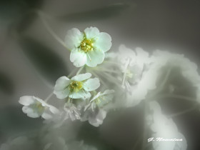 Tapeta białe kwiatki