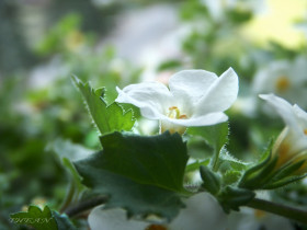 Tapeta białe kwiatki