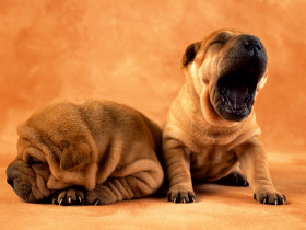 Tapeta Big Yawn.jpg