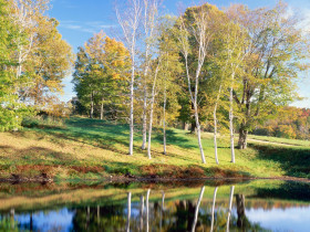 Tapeta Birch Trees, Vermont.jpg