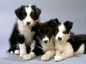 Tapeta Black and White Border Collie Pups.jpg