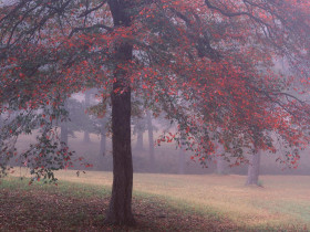 Tapeta Black Gum Tree, Crowleys Ridge, Arkansas.jpg