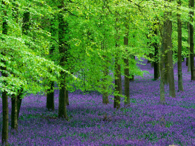 Tapeta Blue Bells and Beech Trees, England.jpg