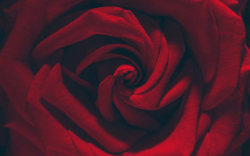 Tapeta Bordowa róża