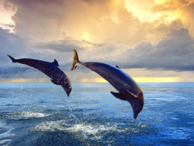 Tapeta Bottlenose Dolphins.jpg