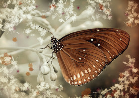 Tapeta Brązowy motyl na białych kwiatkach