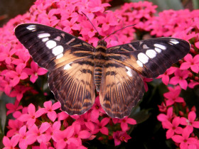 Tapeta Brązowy motyl przysiadł na kwiatach