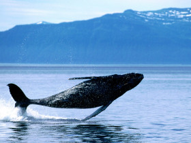 Tapeta Breaching, Humpback Whale.jpg