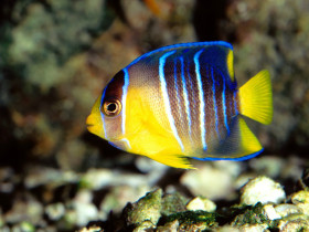 Tapeta Caribbean Blue Angelfish, Gulf Of Mexico.jpg