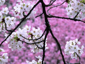 Tapeta Cherry Blossoms in Spring.jpg
