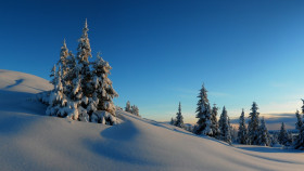 Tapeta Choinki i pagórki w śniegu