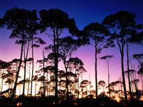 Tapeta Coastal Pines, St. Joseph Peninsula State Park.jpg