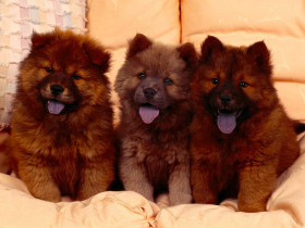 Tapeta Cozy Couch, Chow Chow Puppies.jpg