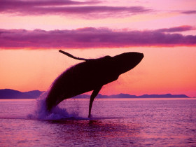 Tapeta Crimson Flight, Humpback Whale, Alaska.jpg