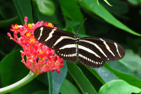 Tapeta Czarny motylek w białe paski