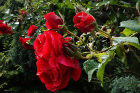 Tapeta Czerwona róża