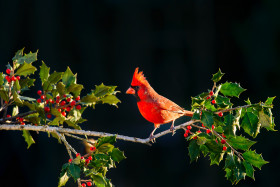 Tapeta Czerwony ptaszek wśród drzew