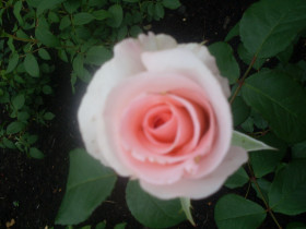 Tapeta czr róży
