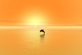 Tapeta Delfin i zachód słońca