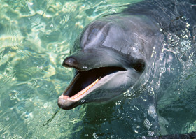 Tapeta delfiny (1).jpg