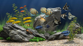 Tapeta Dream Aquarium Screensaver