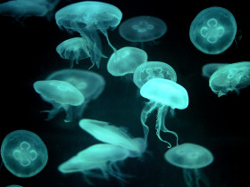 Tapeta Drifters, Jellyfish.jpg