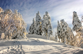Tapeta Drzewa oblepione śniegiem