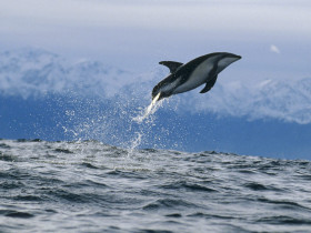 Tapeta Dusky Dolphin, New Zealand.jpg