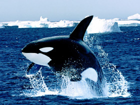 Tapeta Emerging, Killer Whale.jpg