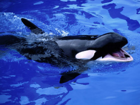 Tapeta Feed Me!, Killer Whale.jpg