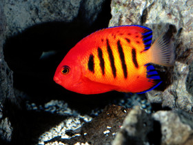 Tapeta Flame Angelfish.jpg