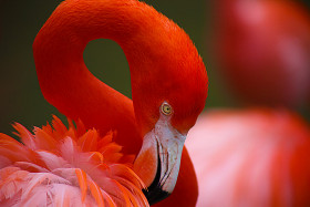 Tapeta Flamingo głowy